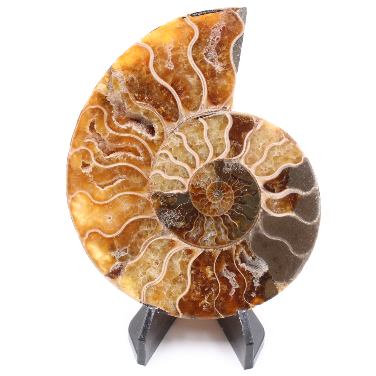Fossile di ammonite lucido