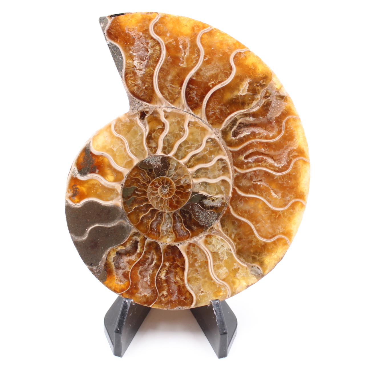 Fossile di ammonite lucido
