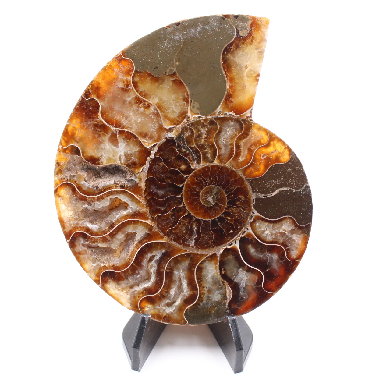 Fossile di ammonite lucido