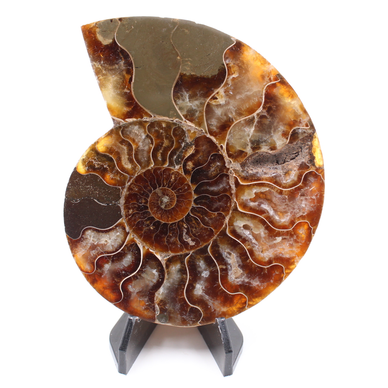 Fossile di ammonite lucido