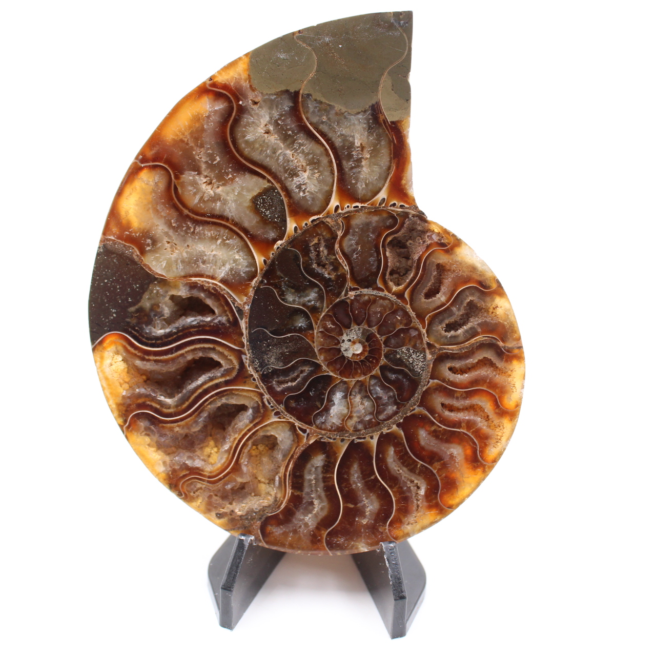 Fossile di ammonite lucido