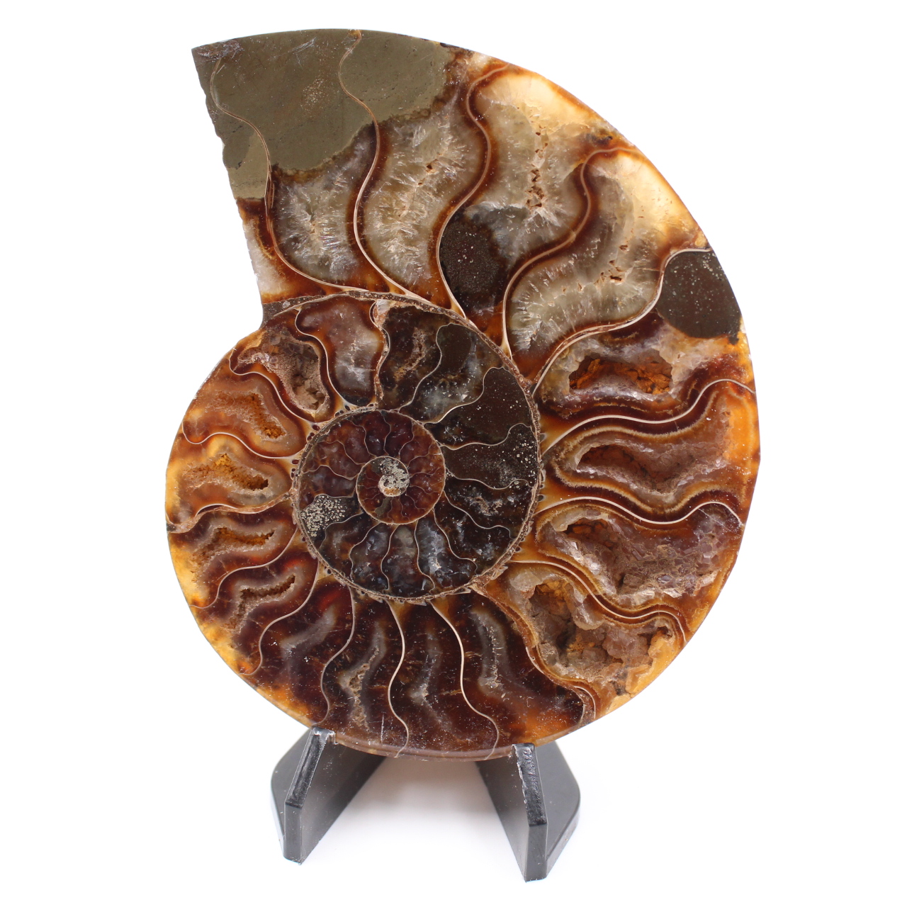 Fossile di ammonite lucido