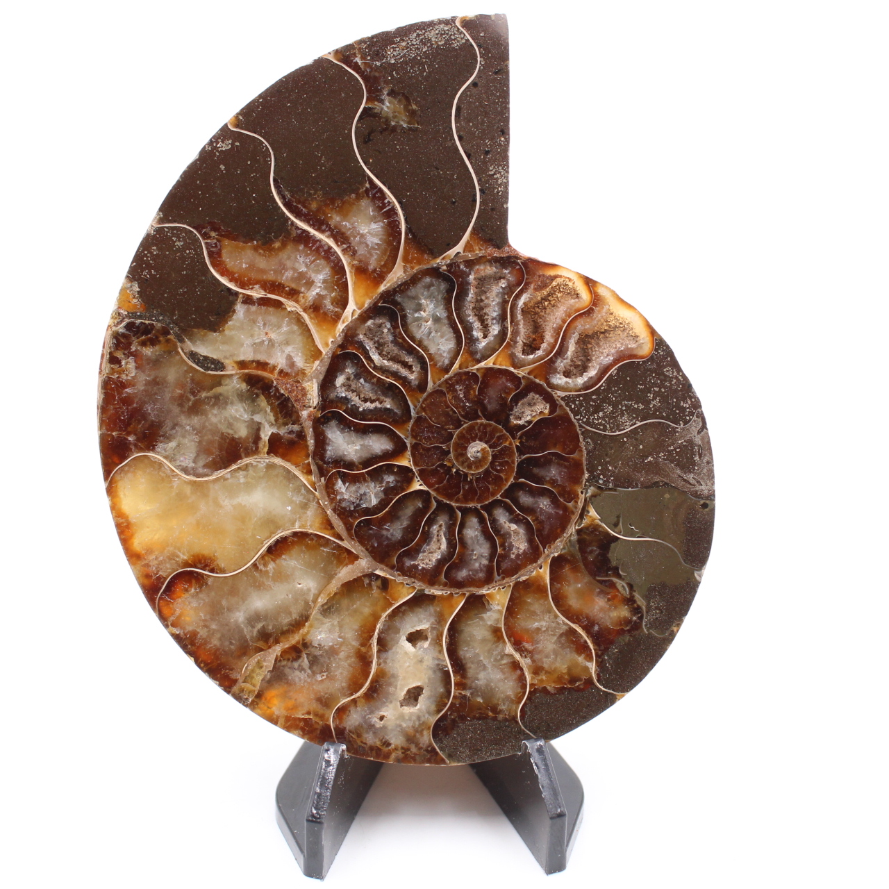 Fossile di ammonite lucido