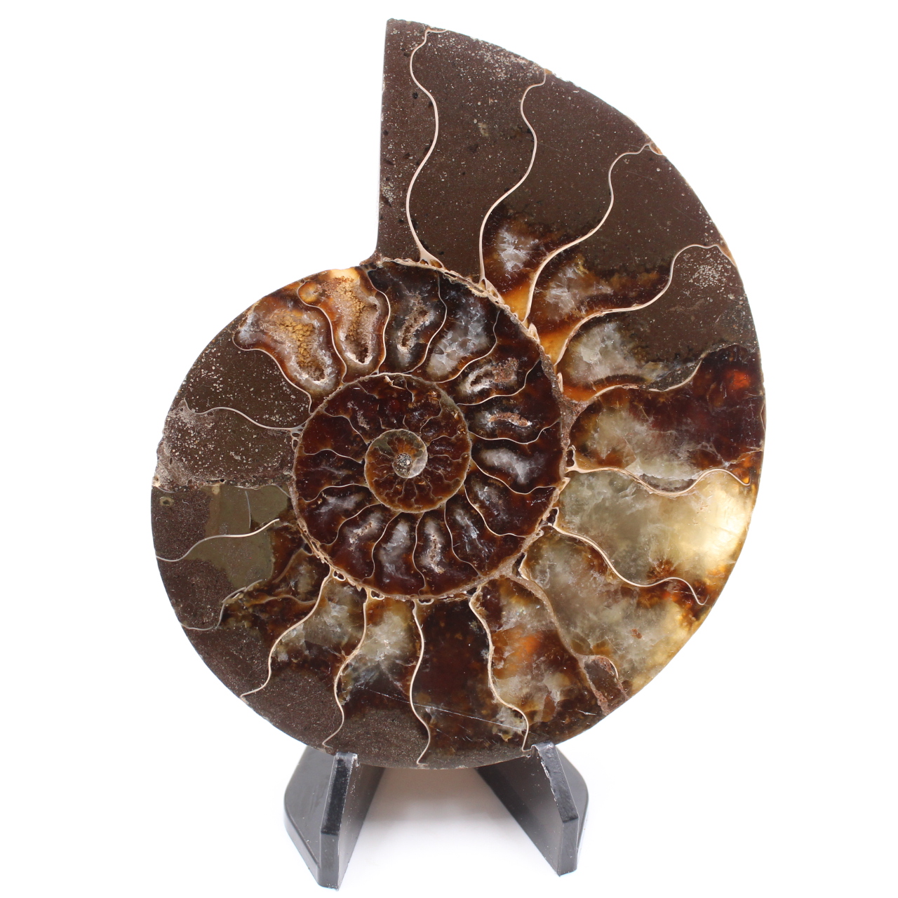 Fossile di ammonite lucido