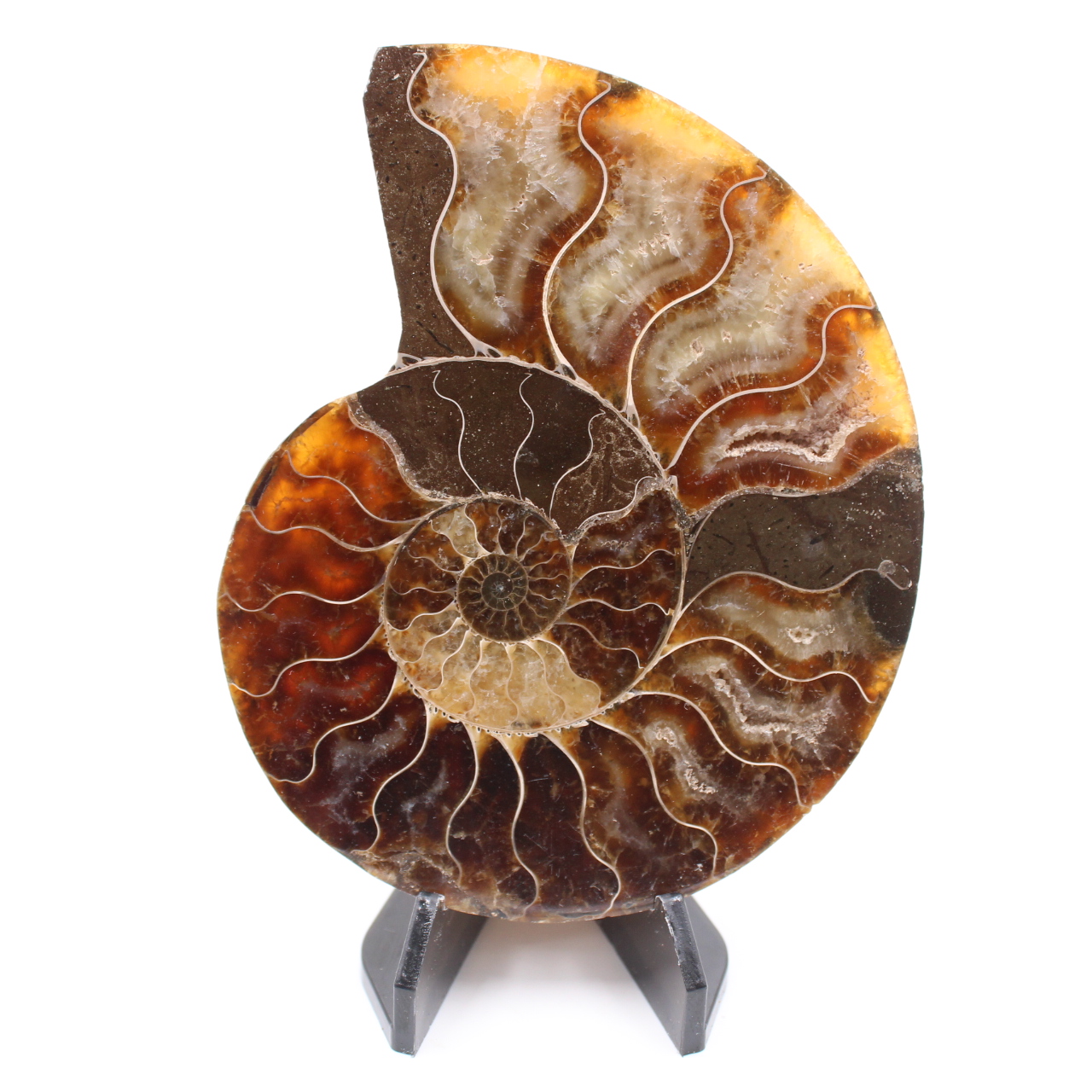 Fossile di ammonite lucido