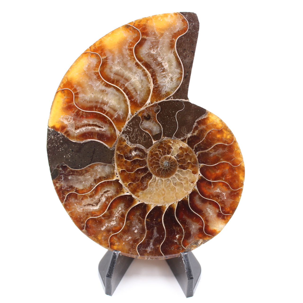 Fossile di ammonite lucido
