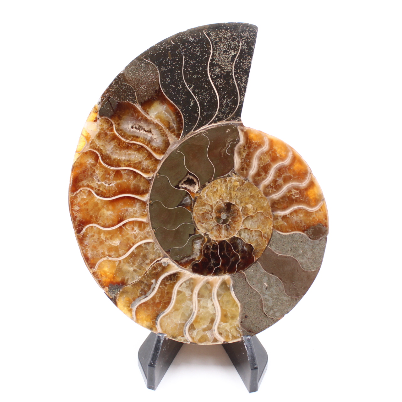 Fossile di ammonite lucido
