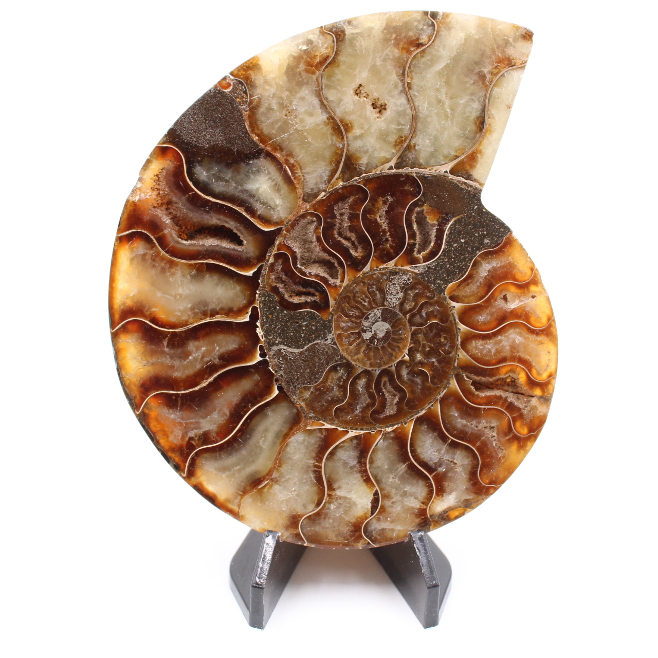 Fossile di ammonite lucido