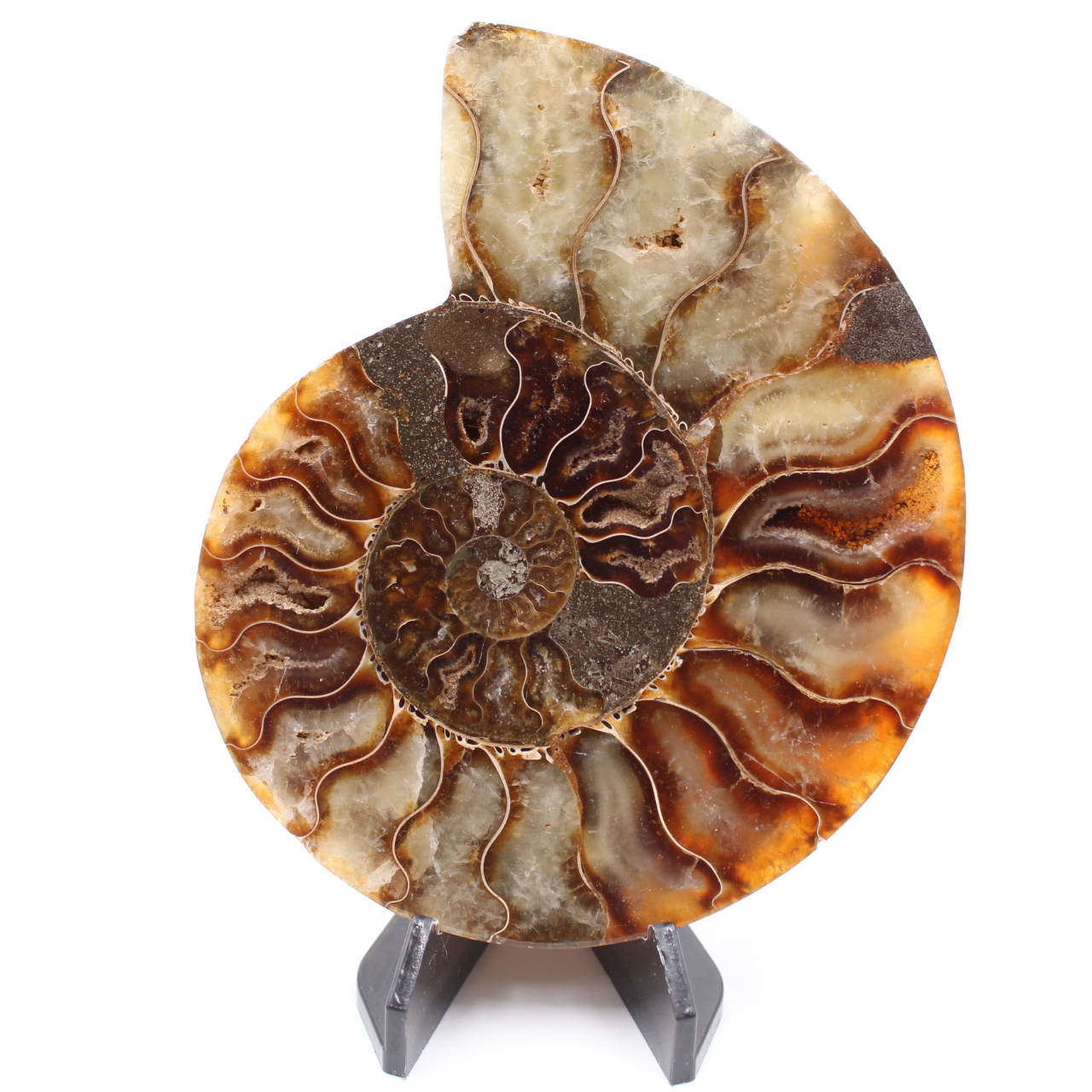 Fossile di ammonite lucido