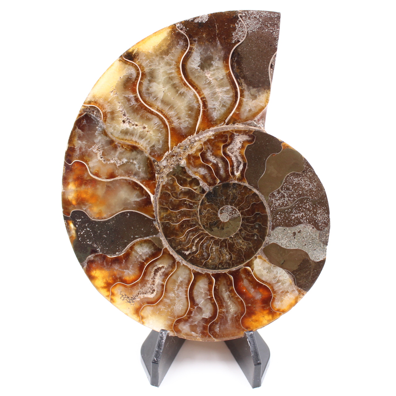 Fossile di ammonite lucido