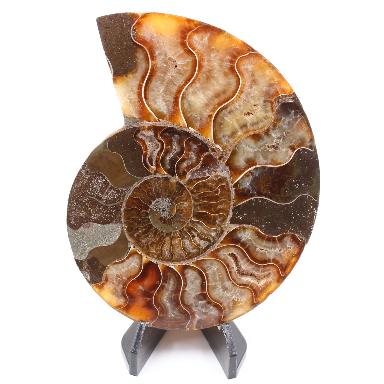 Fossile di ammonite lucido