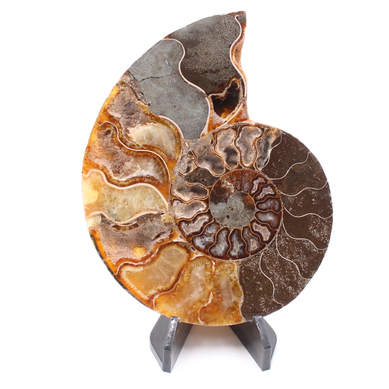 Fossile di ammonite lucido
