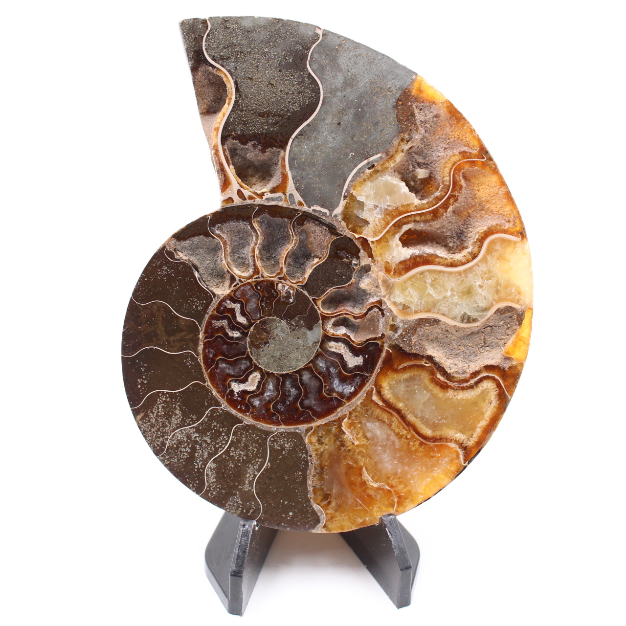 Fossile di ammonite lucido