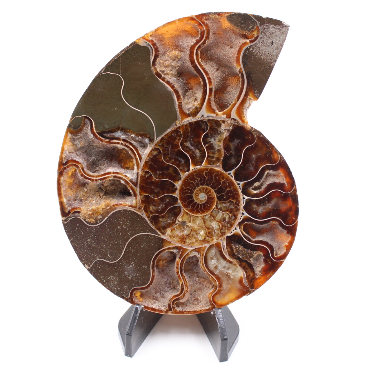 Fossile di ammonite lucido