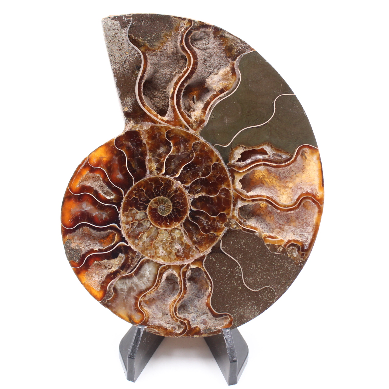 Fossile di ammonite lucido