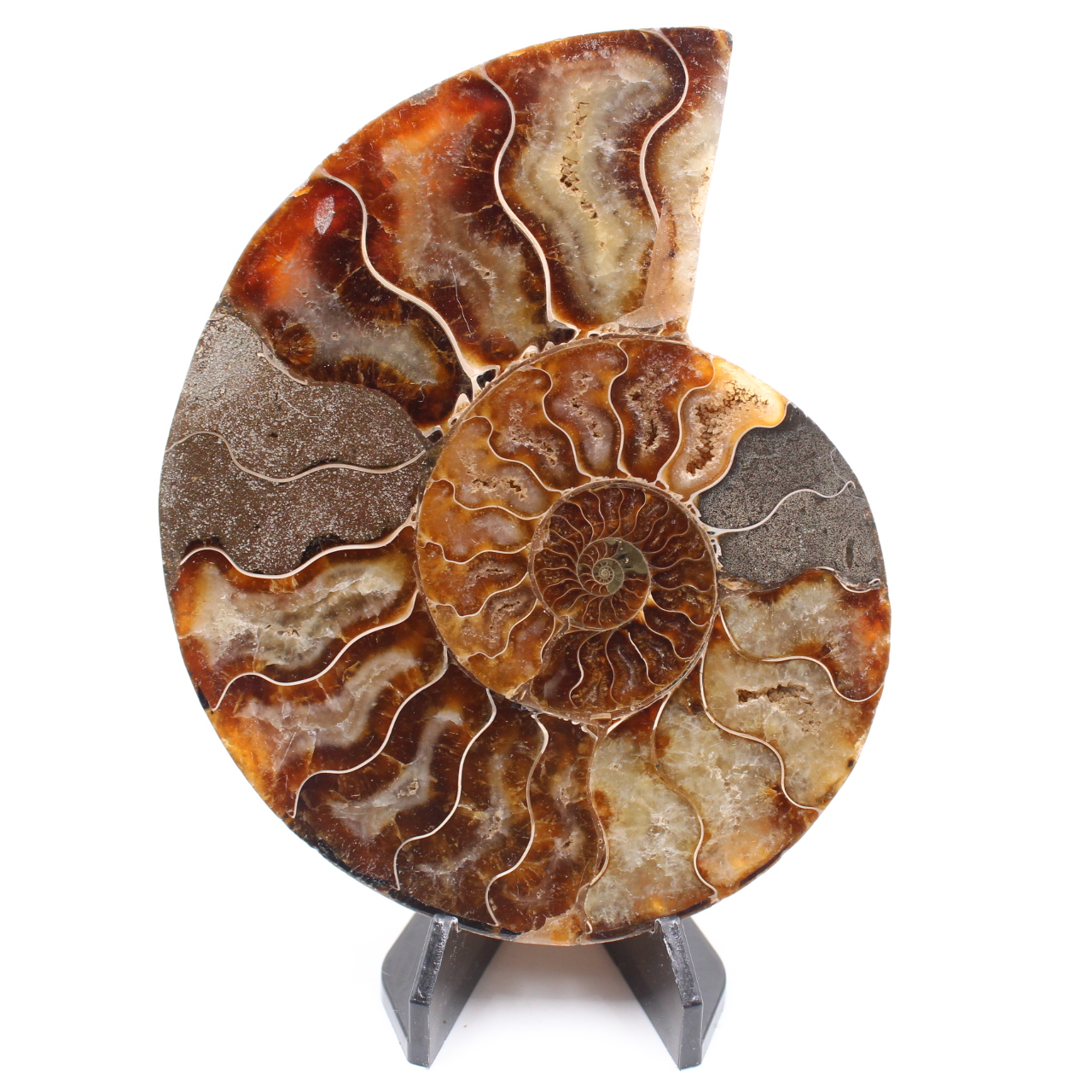 Fossile di ammonite lucido