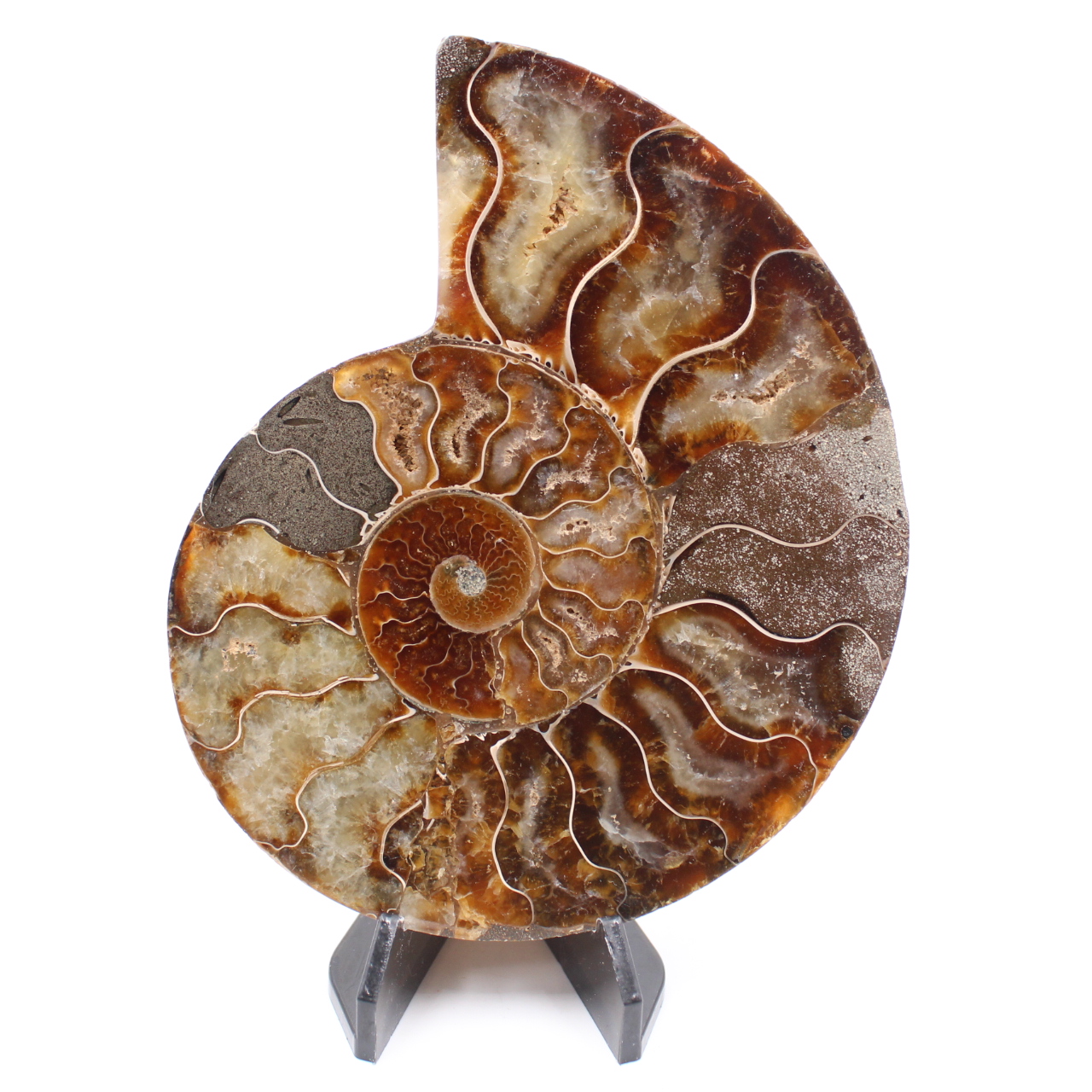 Fossile di ammonite lucido
