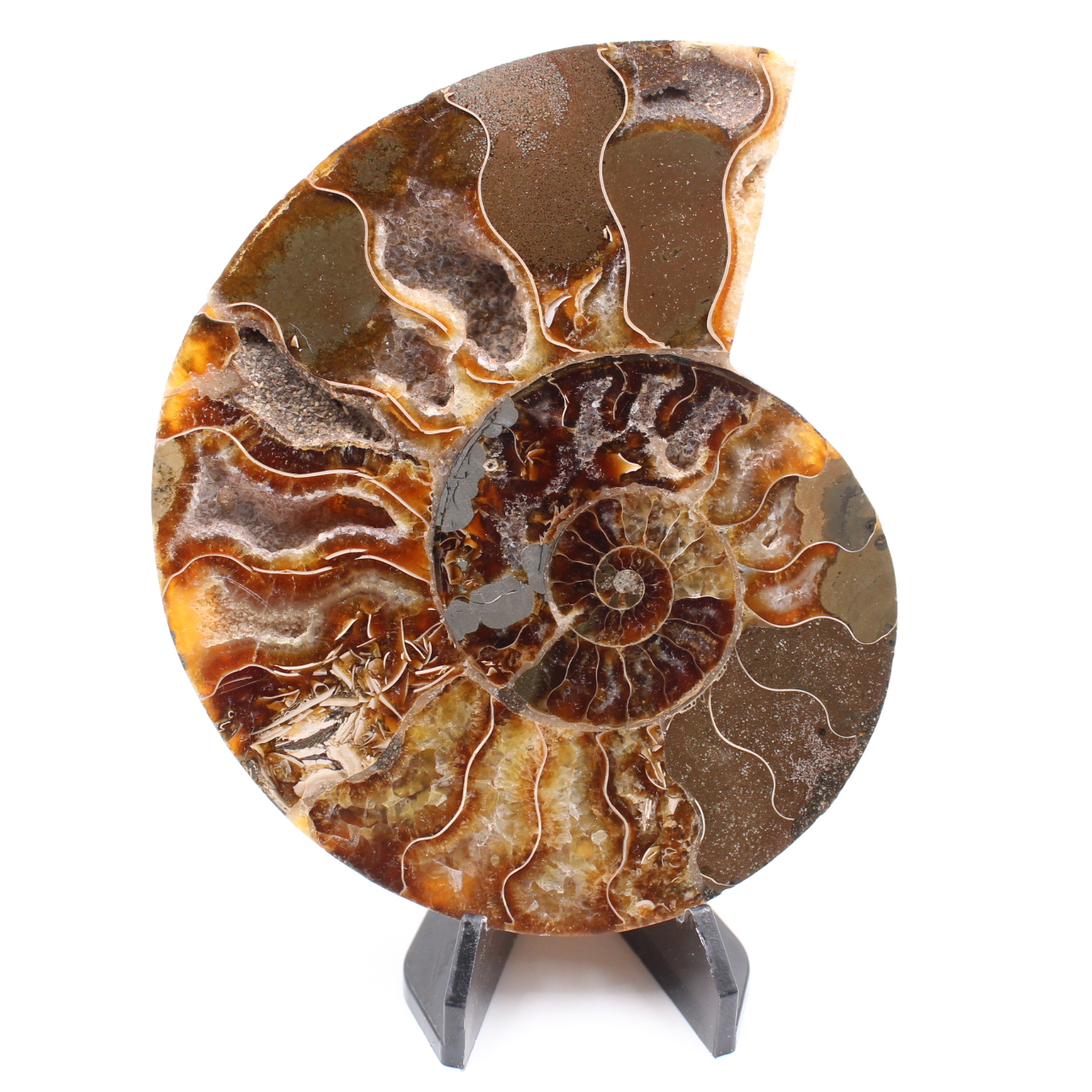 Fossile di ammonite lucido