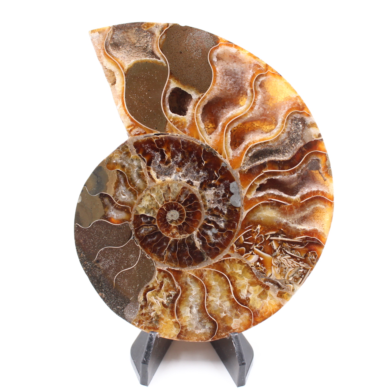 Fossile di ammonite lucido