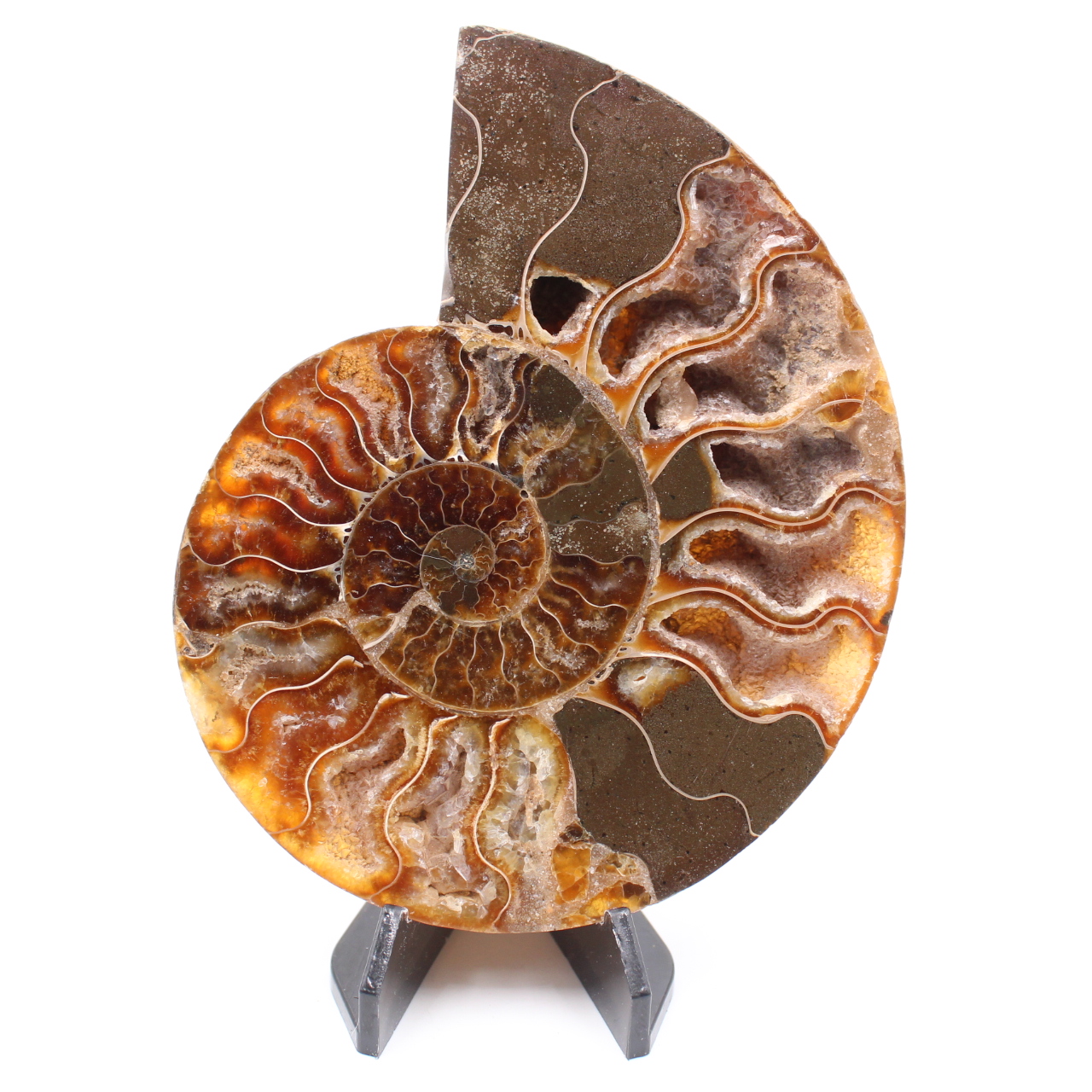 Fossile di ammonite lucido