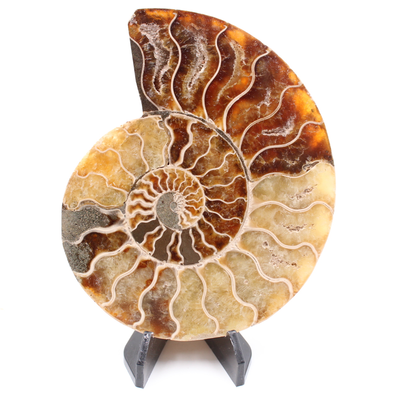 Fossile di ammonite lucido