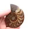 Fossile di ammonite lucido e segato - 0