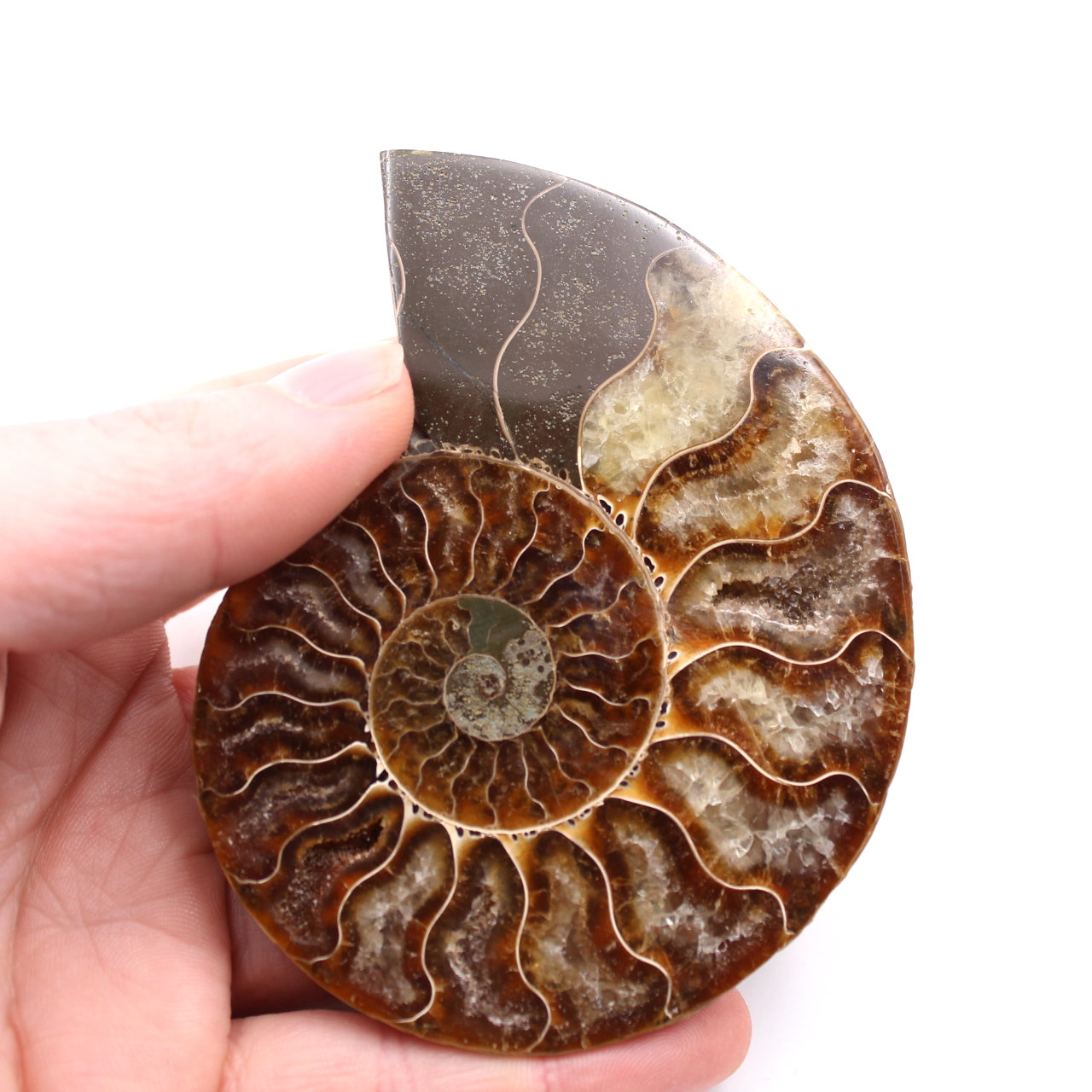 Fossile di ammonite lucido e segato