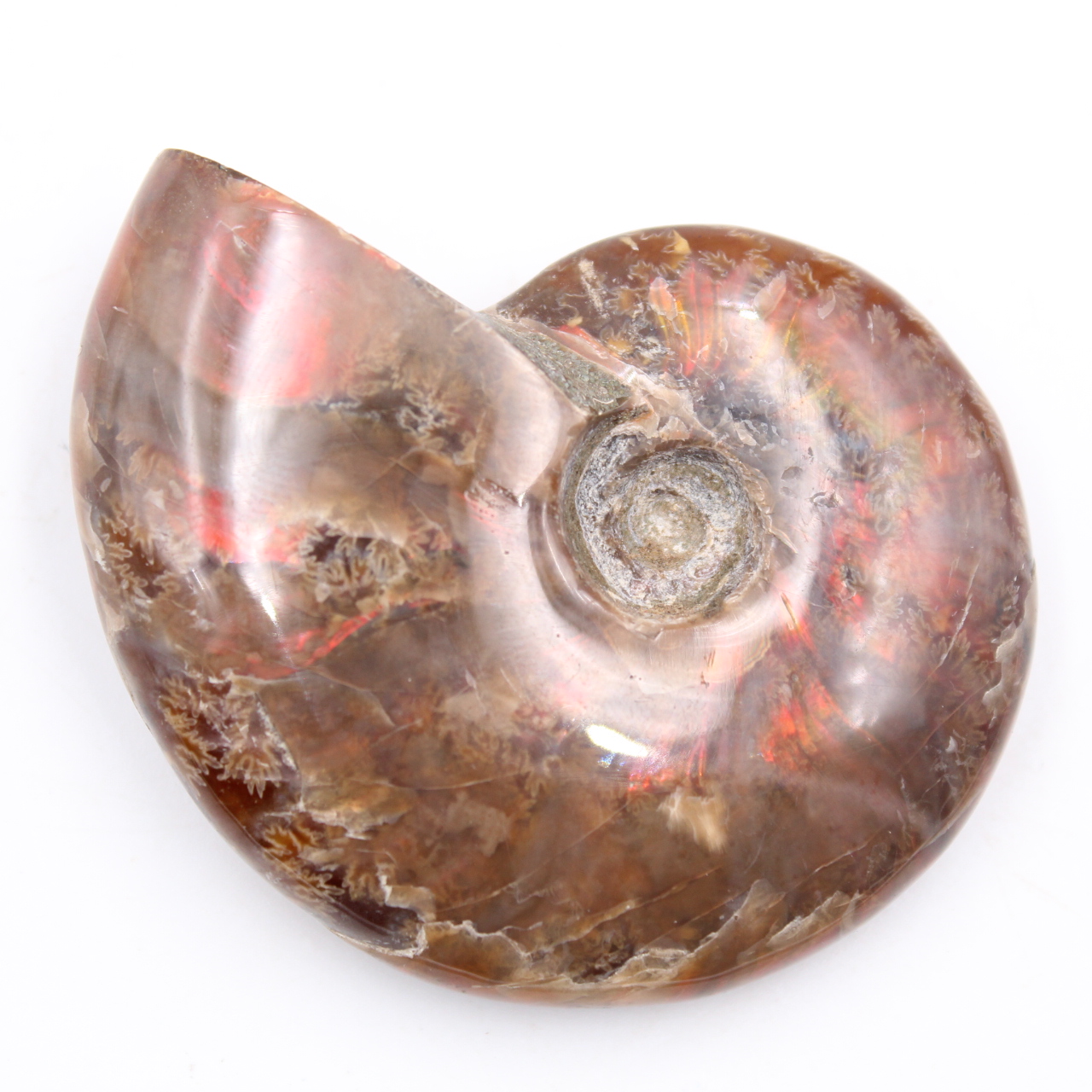 Piccola ammonite perlata intera