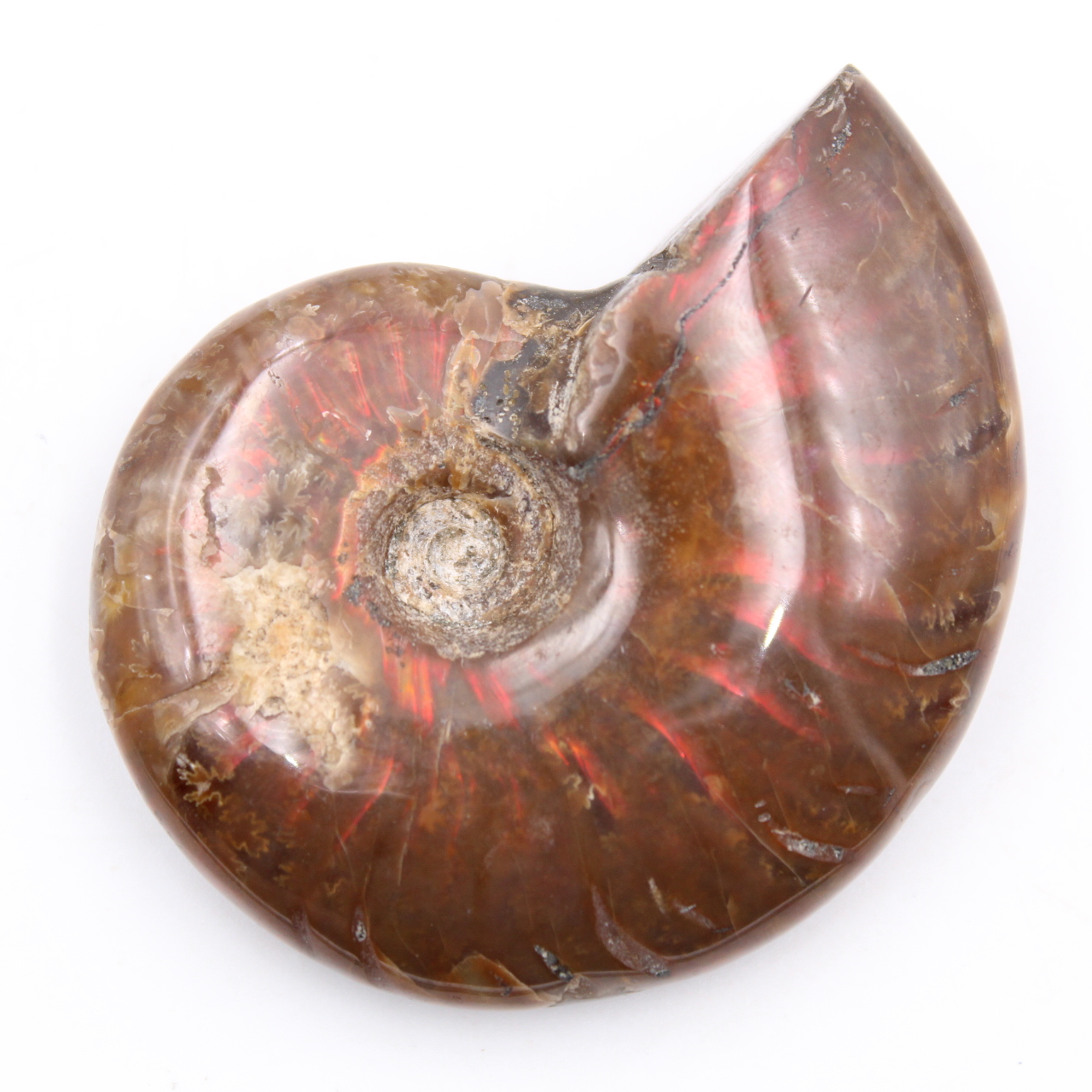 Piccola ammonite perlata intera