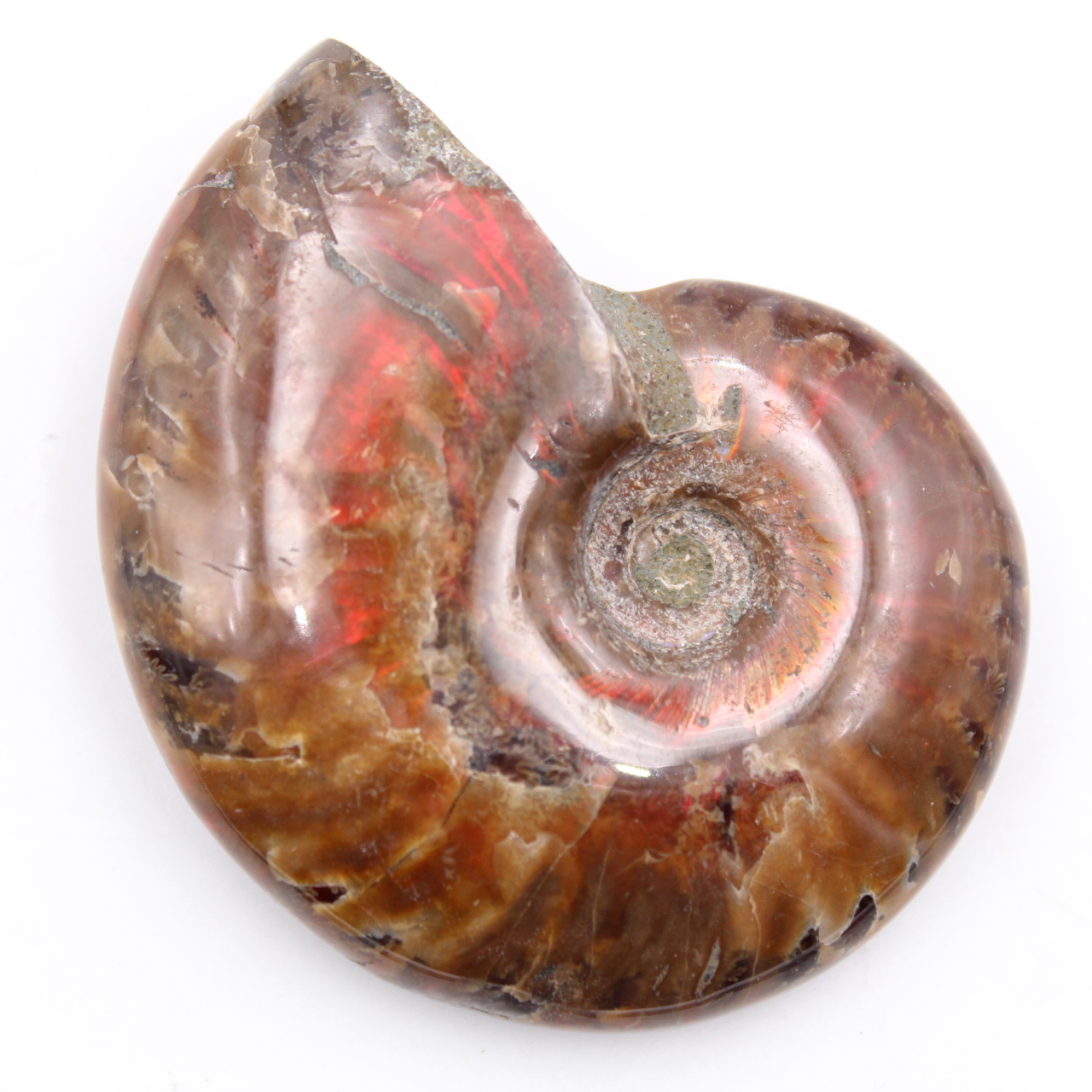 Piccola ammonite perlata intera
