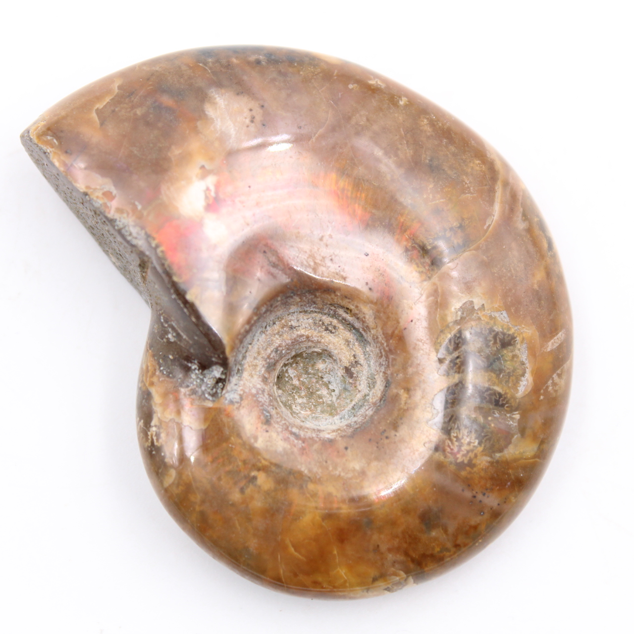 Piccola ammonite perlata intera