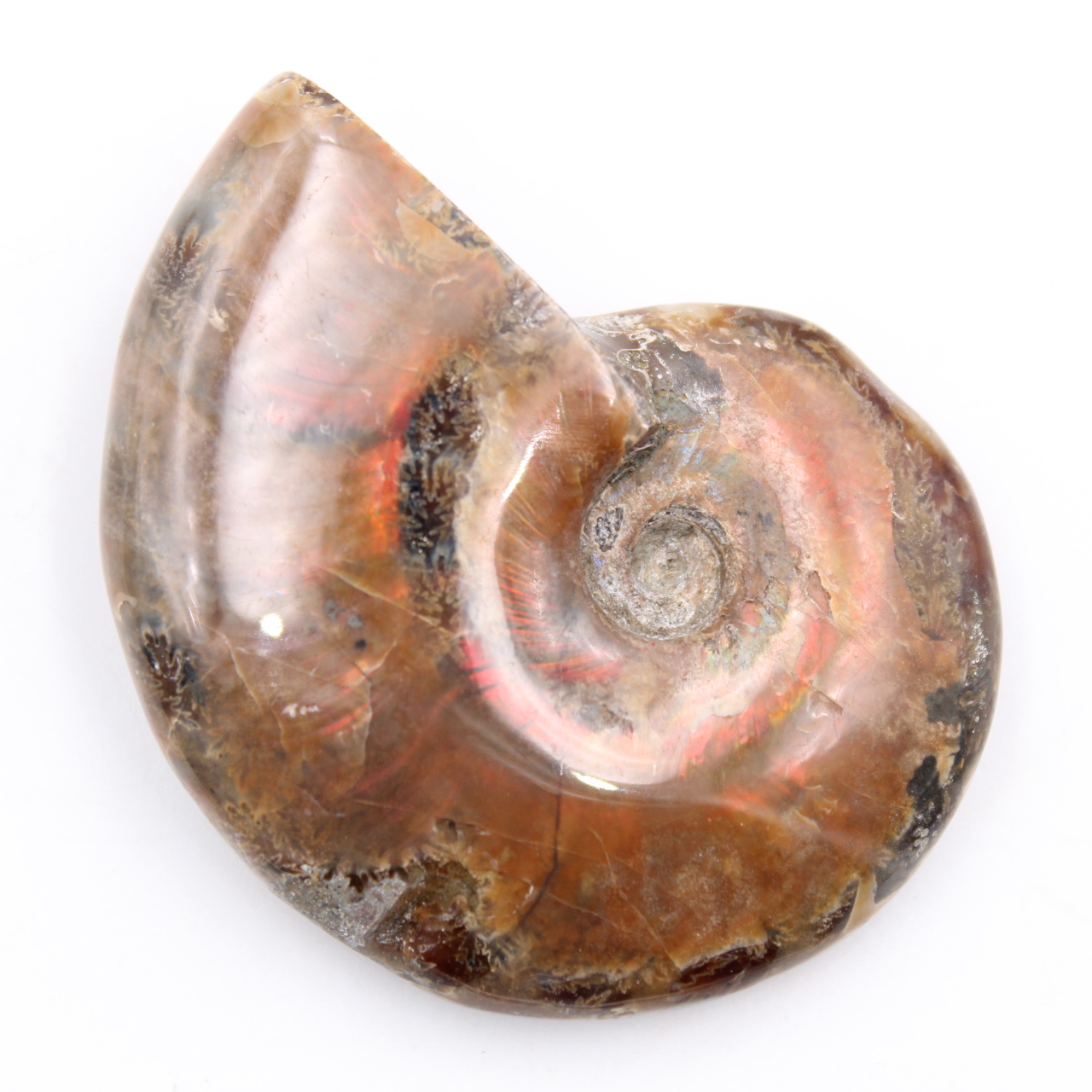 Piccola ammonite perlata intera