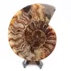 Ammonite tagliato un pezzo - 0