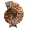 Ammonite tagliato un pezzo - 0
