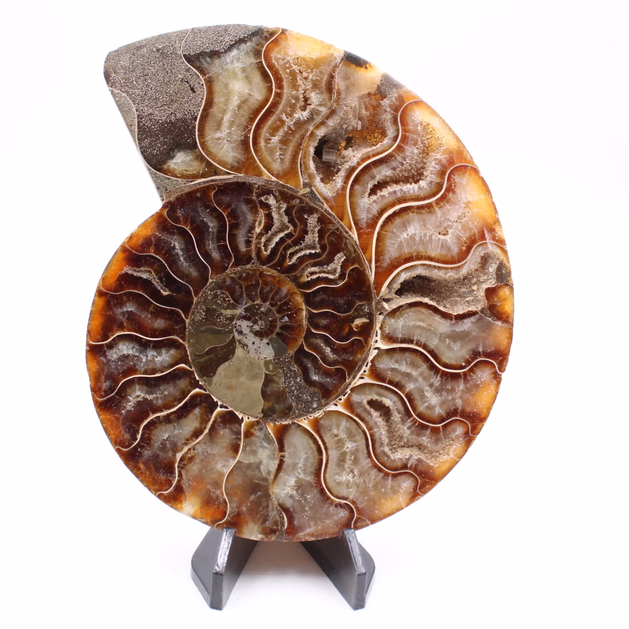 Ammonite tagliato un pezzo
