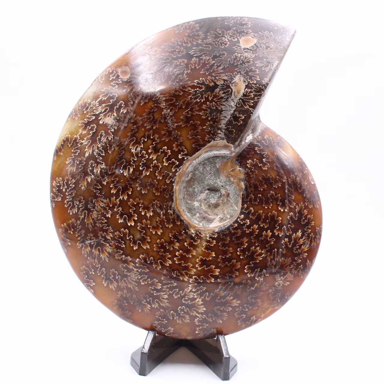 Grande felce intera ammonite