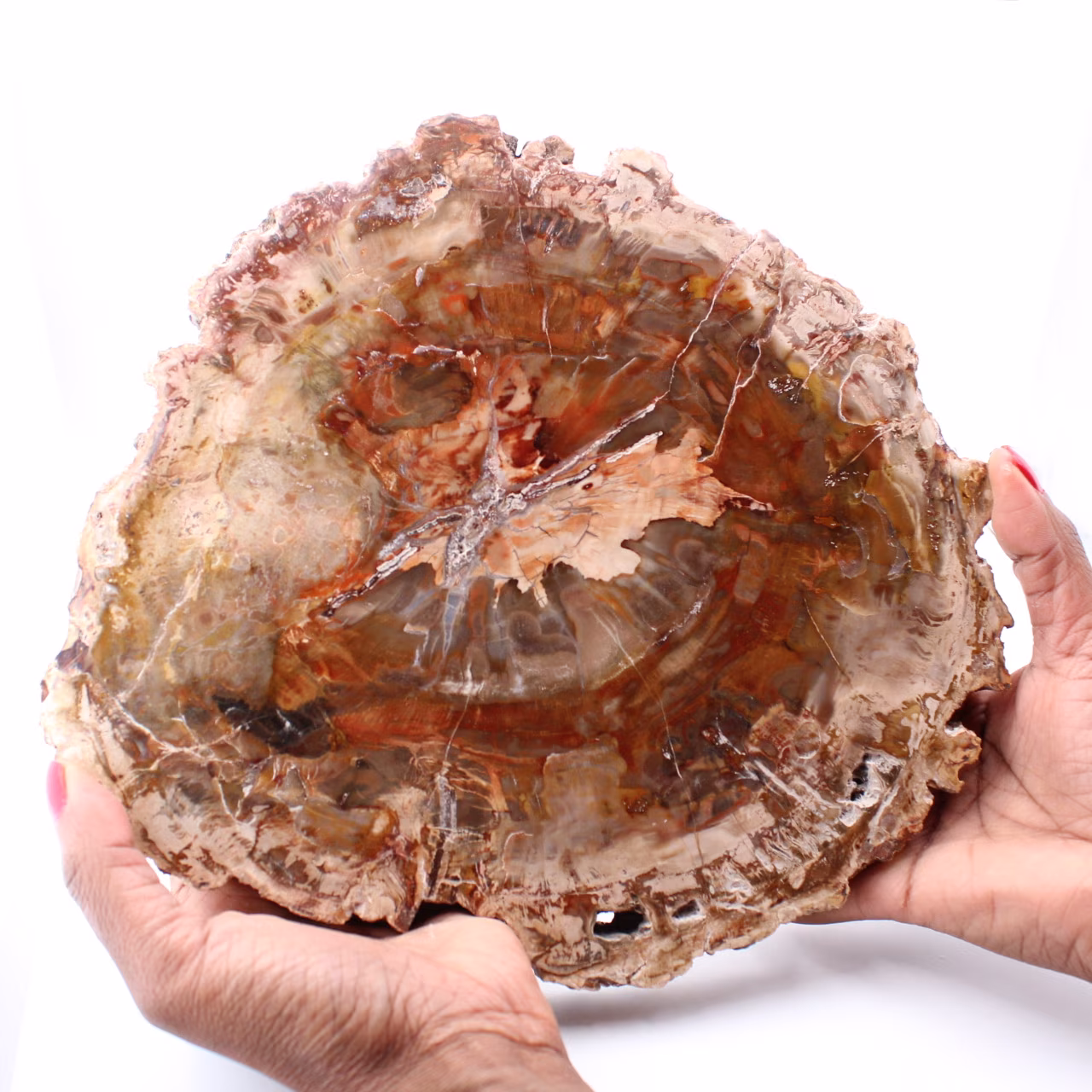 Fetta di legno fossile pietrificato