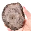 Fetta di legno fossile pietrificato - 0