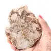 Fetta di legno fossile pietrificato - 0