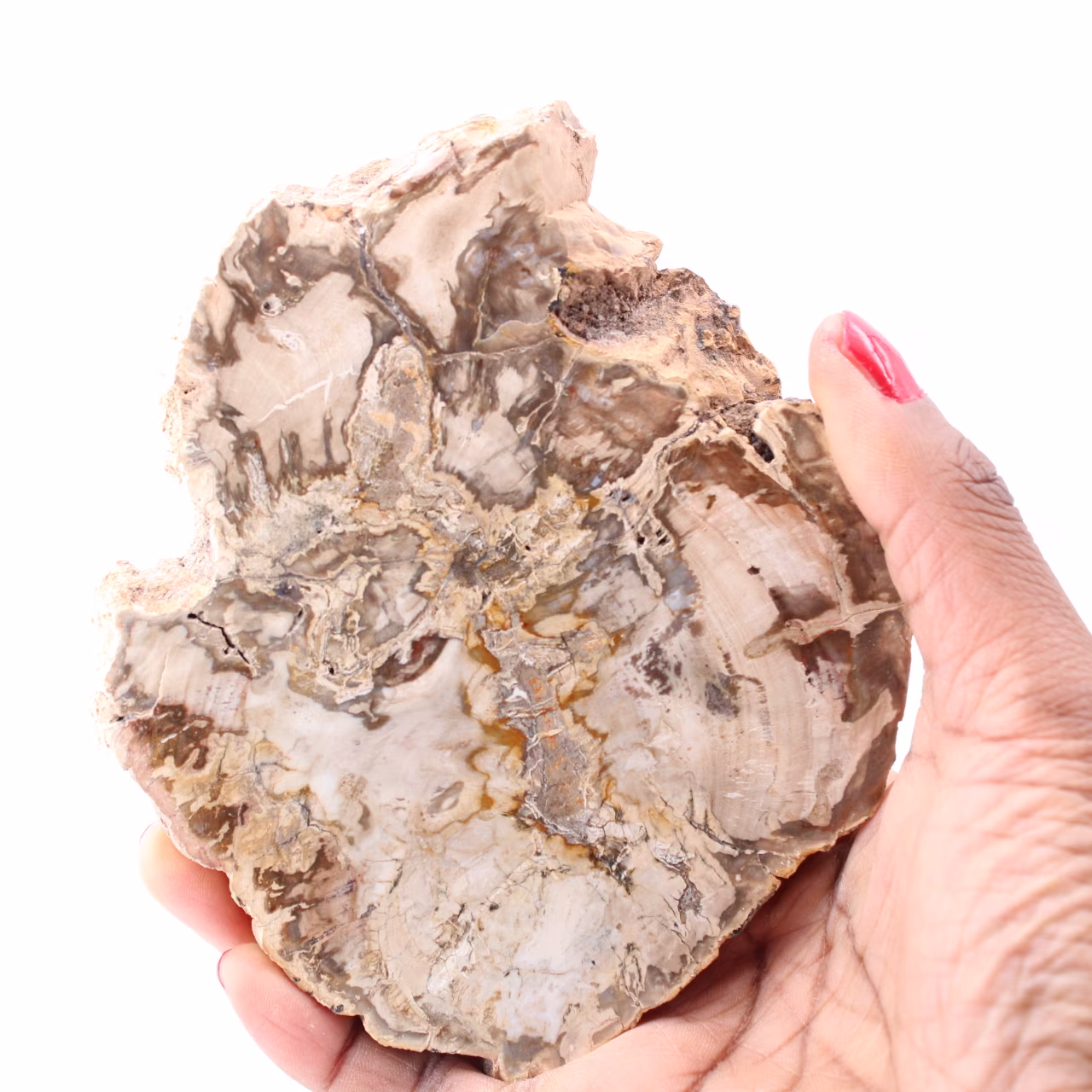 Fetta di legno fossile pietrificato
