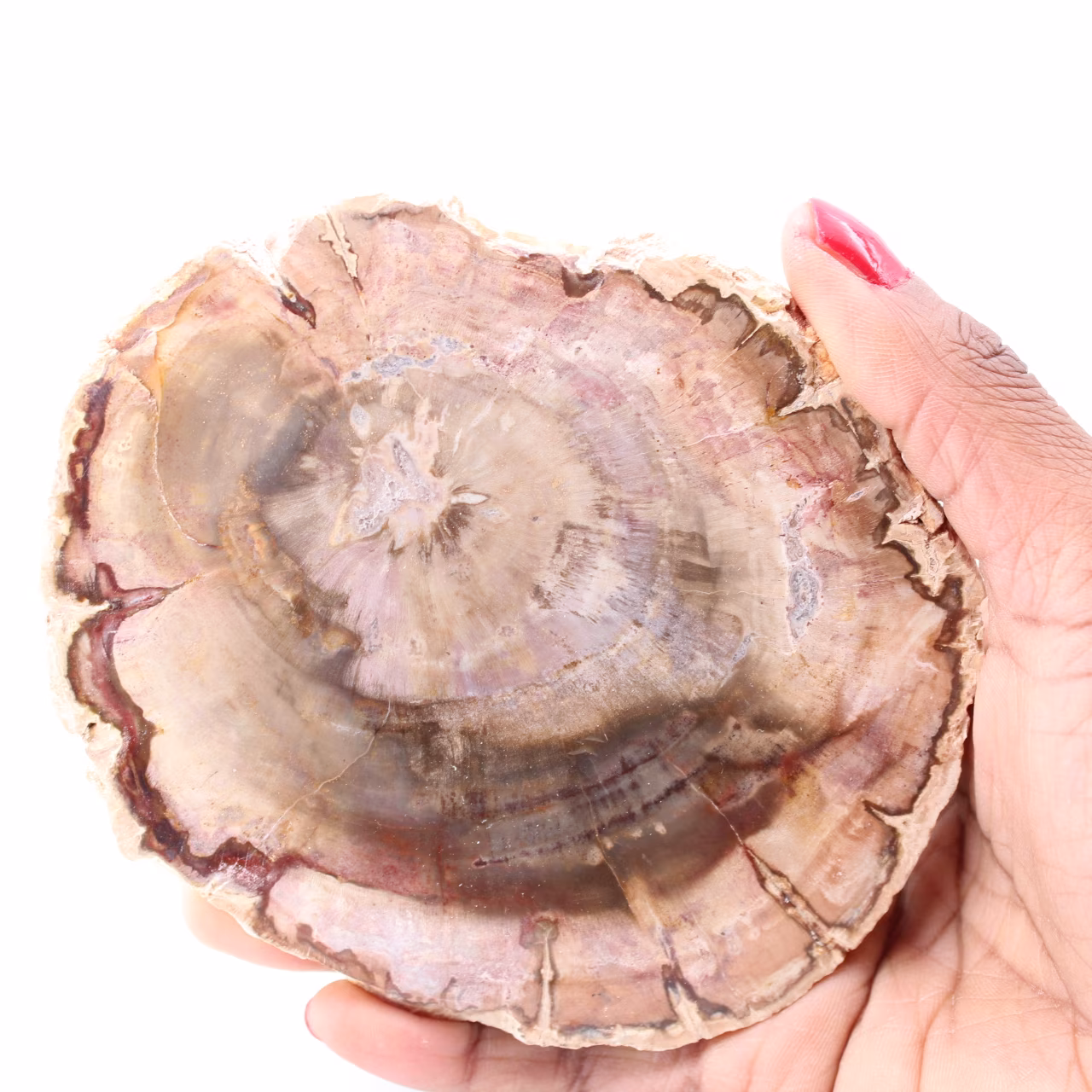 Fetta di legno fossile pietrificato