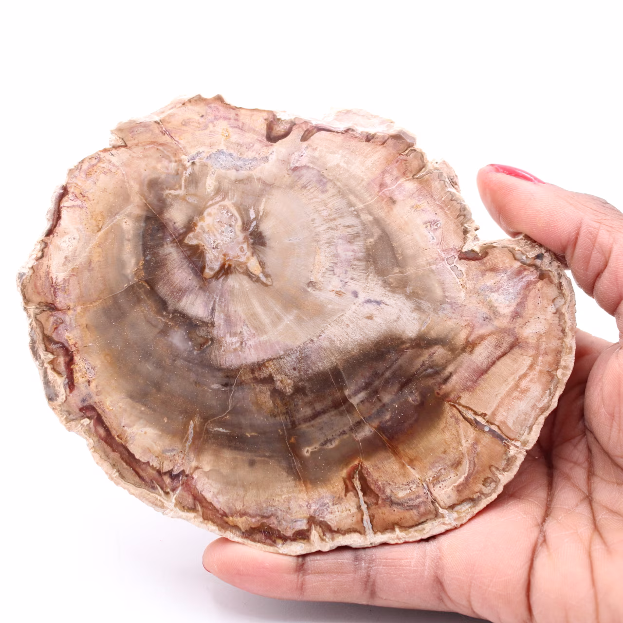 Fetta di legno fossile pietrificato