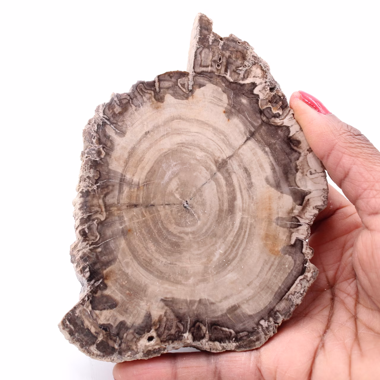 Fetta di legno fossile pietrificato