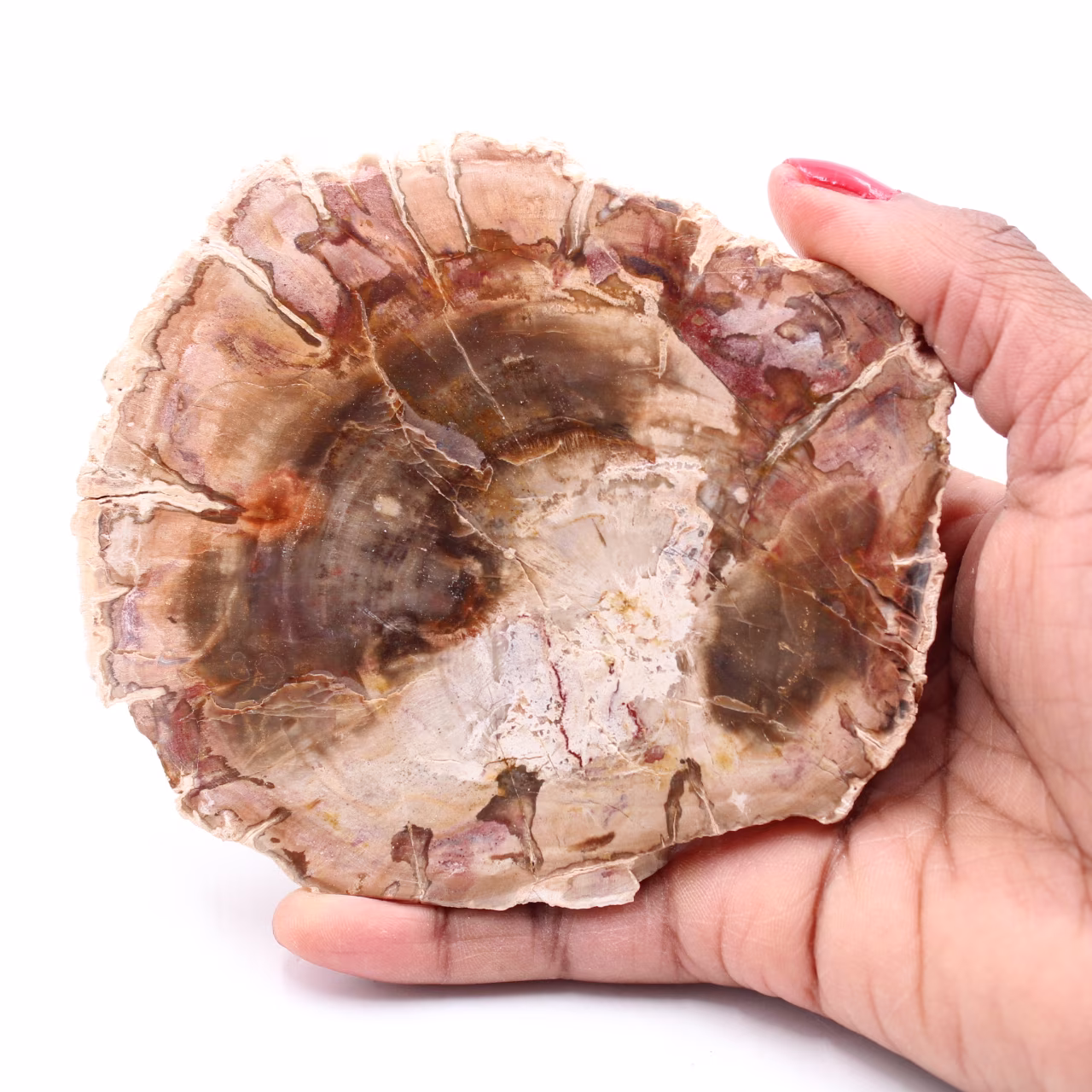 Fetta di legno fossile pietrificato