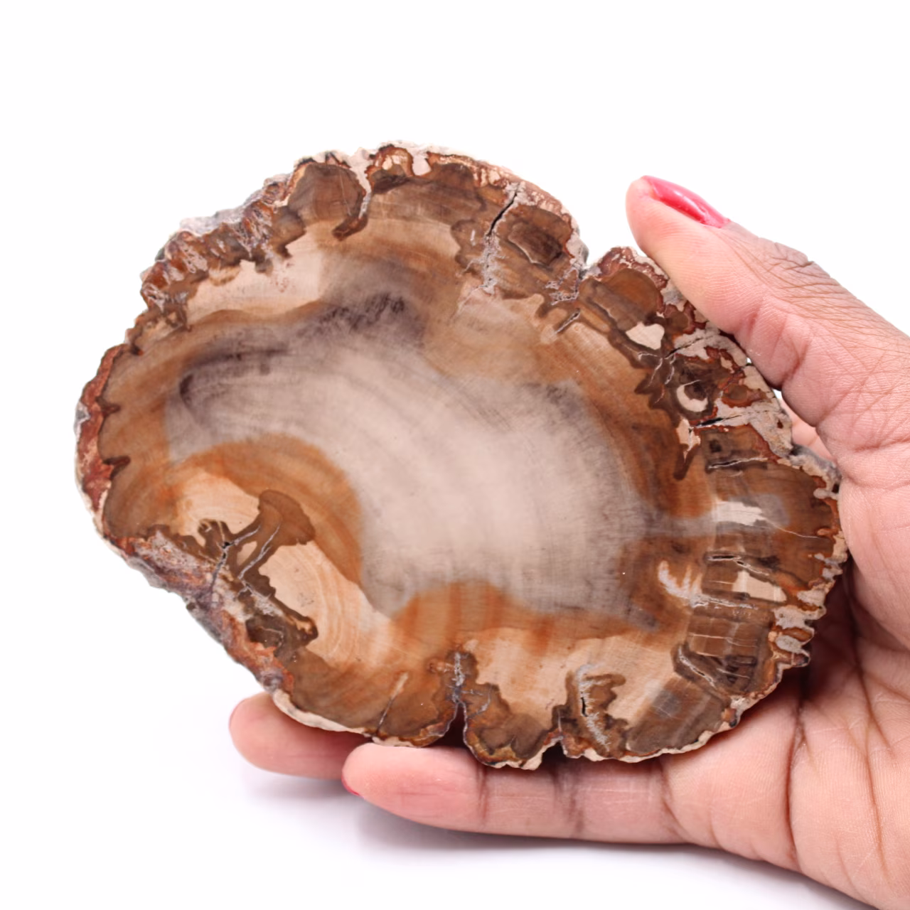 Fetta di legno fossile pietrificato