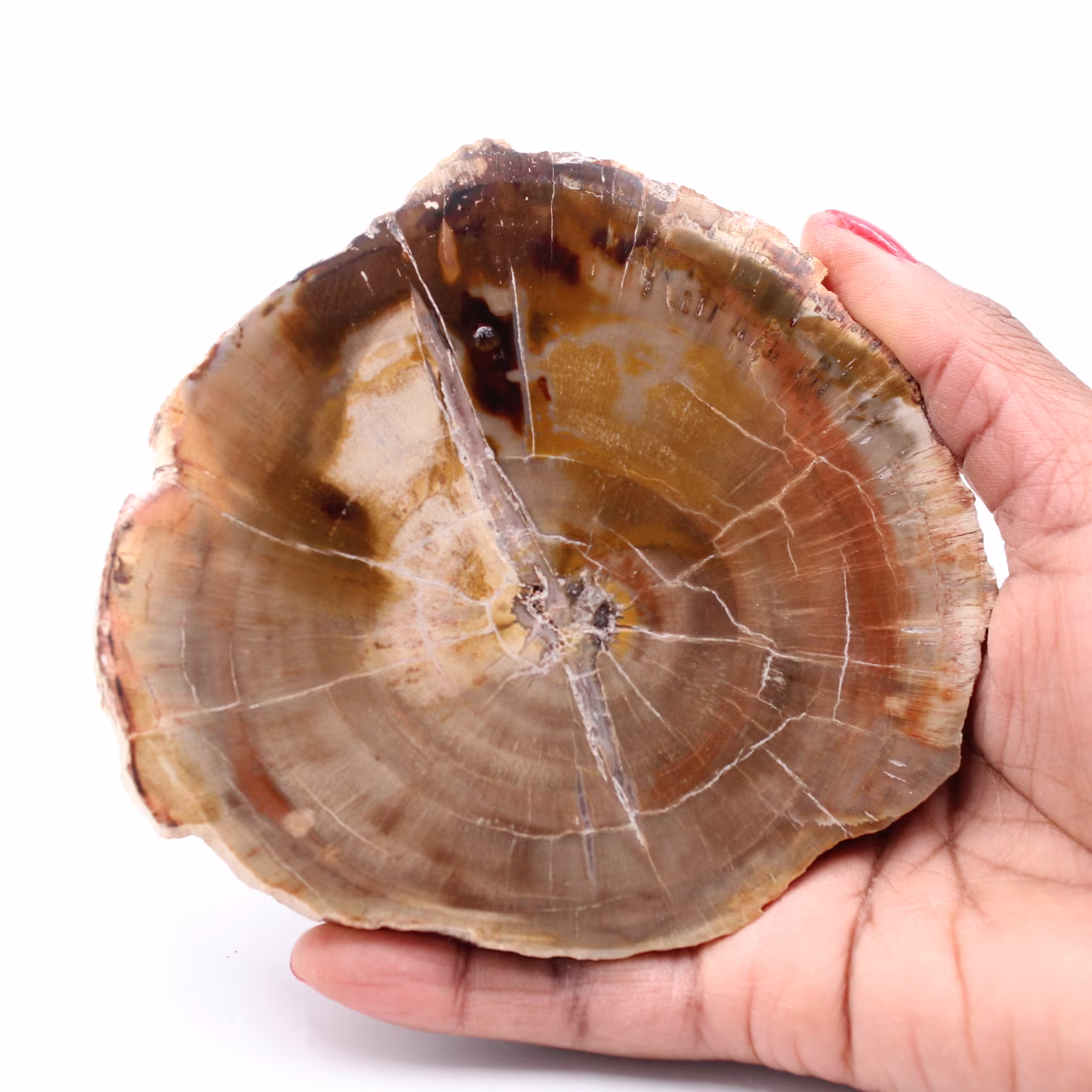 Fetta di legno fossile pietrificato