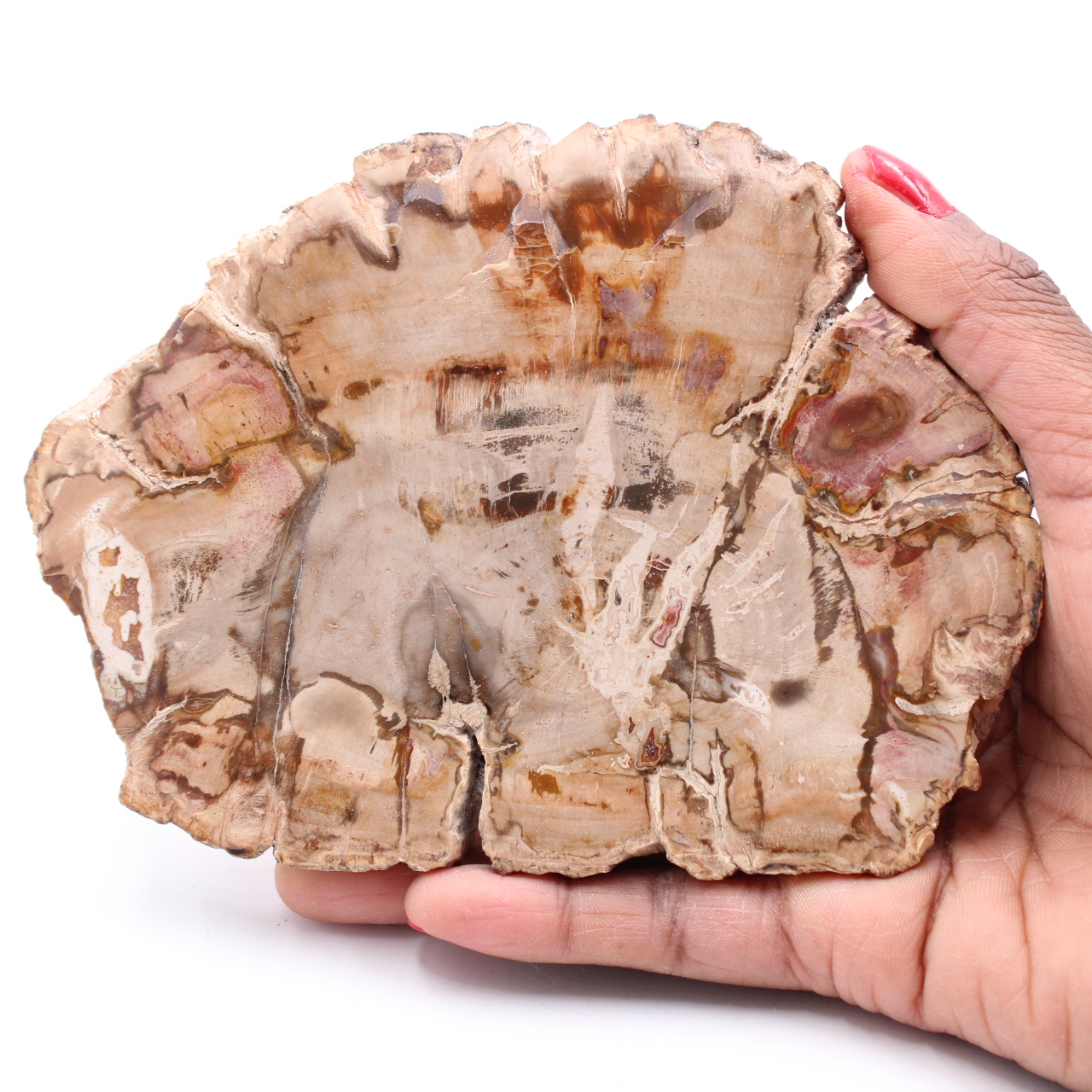 Fetta di legno fossile pietrificato