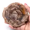 Fetta di legno fossile pietrificato - 0