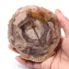 Fetta di legno fossile pietrificato - 0