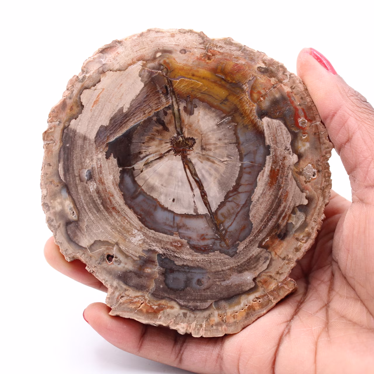 Fetta di legno fossile pietrificato